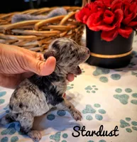 Stardust, a female Poodle - Toy  for sale in Orlando, FL – Photo 2 of 2