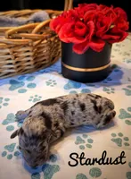 Stardust, a female Poodle - Toy  for sale in Orlando, FL – Photo 1 of 2