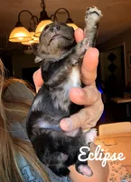 Eclipse, a female Poodle - Toy  for sale in Orlando, FL – Photo 1 of 2