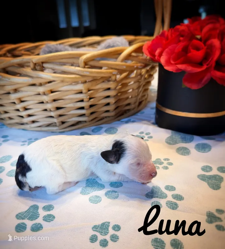 Luna