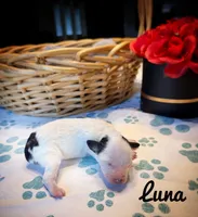 Luna, a female Poodle - Toy  for sale in Orlando, FL – Photo 2 of 2