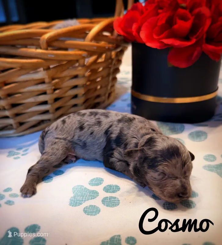 Cosmo