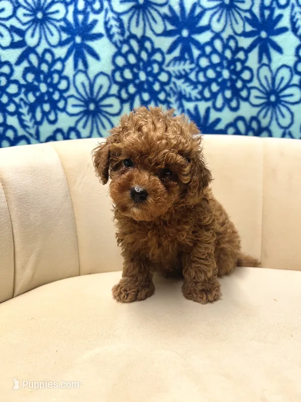 Leo  – Poodle - Toy  puppy for sale in Portland, OR