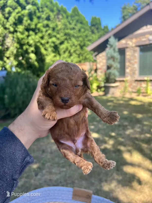 Bruno  – Poodle - Toy  puppy for sale in Portland, OR