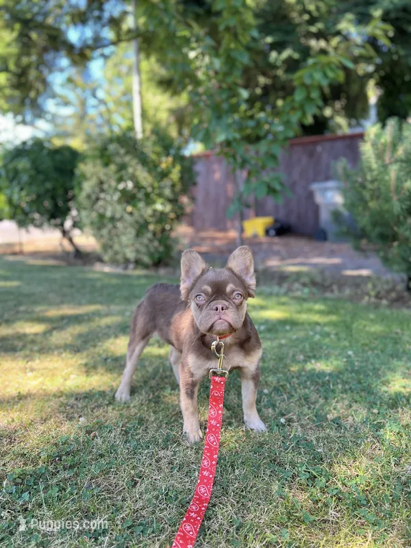 Fiona  – French Bulldog puppy for sale in Portland, OR