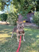 Fiona , a female French Bulldog for sale in Portland, OR – 1 of 3