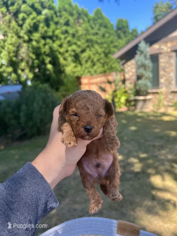 Leo  – Poodle - Toy  puppy for sale in Portland, OR