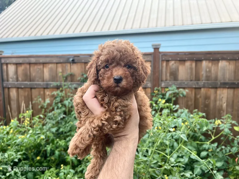 Leo  – Poodle - Toy  puppy for sale in Portland, OR