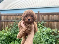 Leo , a male Poodle - Toy  for sale in Portland, OR – 1 of 2