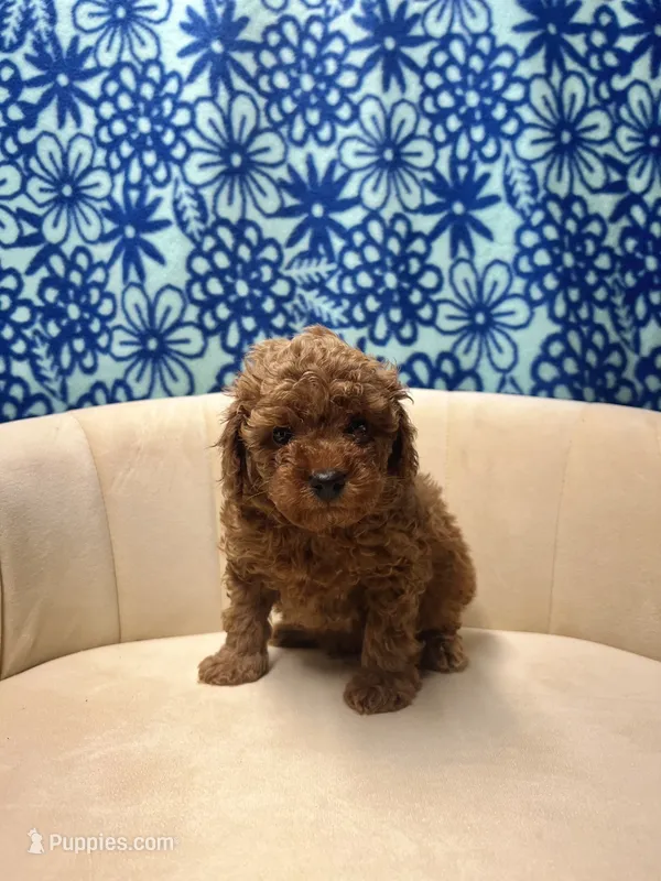 Bruno  – Poodle - Toy  puppy for sale in Portland, OR