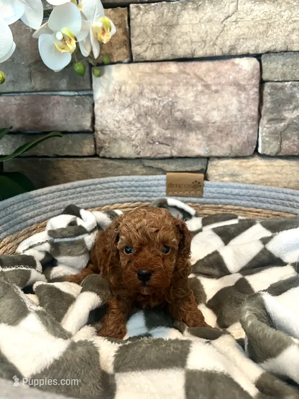 Leo  – Poodle - Toy  puppy for sale in Portland, OR