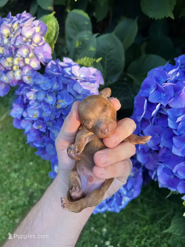 Bruno  – Poodle - Toy  puppy for sale in Portland, OR