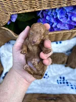 Leo , a male Poodle - Toy  for sale in Portland, OR – 1 of 1
