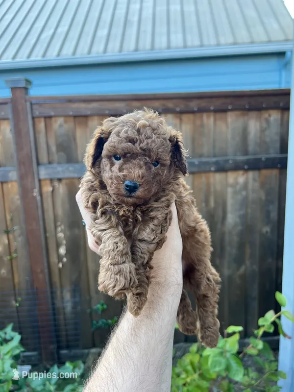 Eva  – Poodle - Toy  puppy for sale in Portland, OR