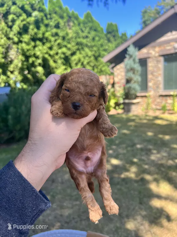 Jet – Poodle - Toy  puppy for sale in Portland, OR