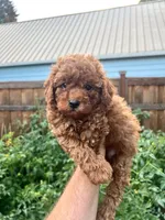 Leo , a male Poodle - Toy  for sale in Portland, OR – 2 of 2