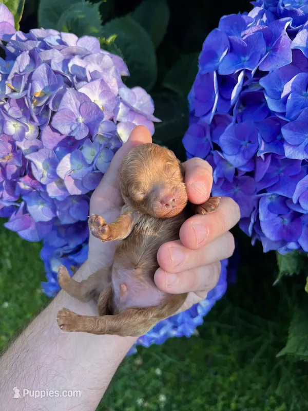 Jet – Poodle - Toy  puppy for sale in Portland, OR