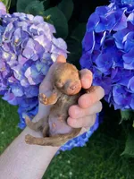 Jet, a male Poodle - Toy  for sale in Portland, OR – 1 of 1