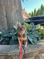 Fiona , a female French Bulldog for sale in Portland, OR – 2 of 3