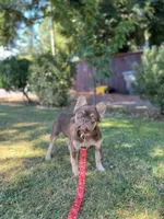 Fiona , a female French Bulldog for sale in Portland, OR – 3 of 3