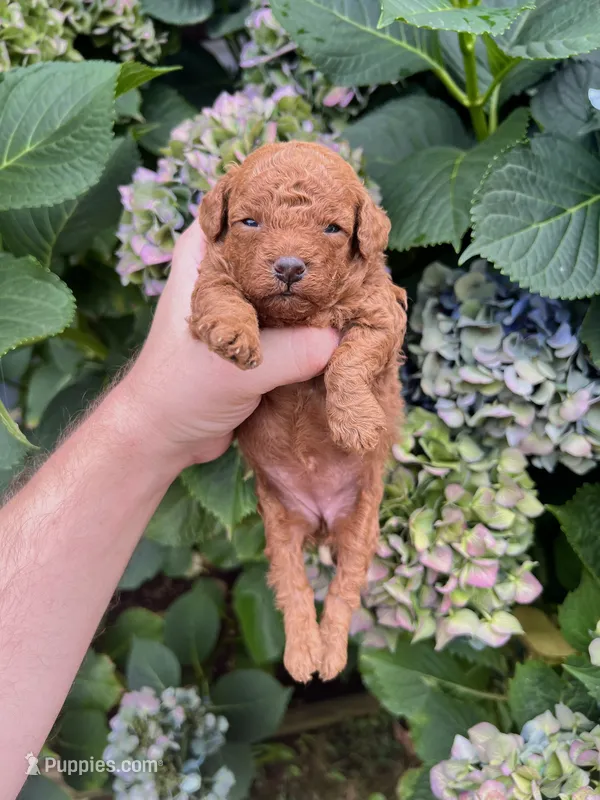 Eva  – Poodle - Toy  puppy for sale in Portland, OR