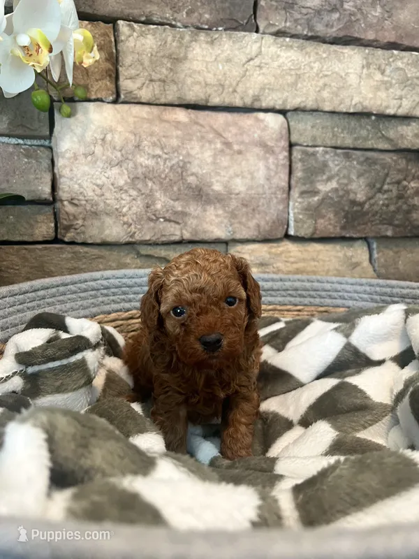 Bruno  – Poodle - Toy  puppy for sale in Portland, OR