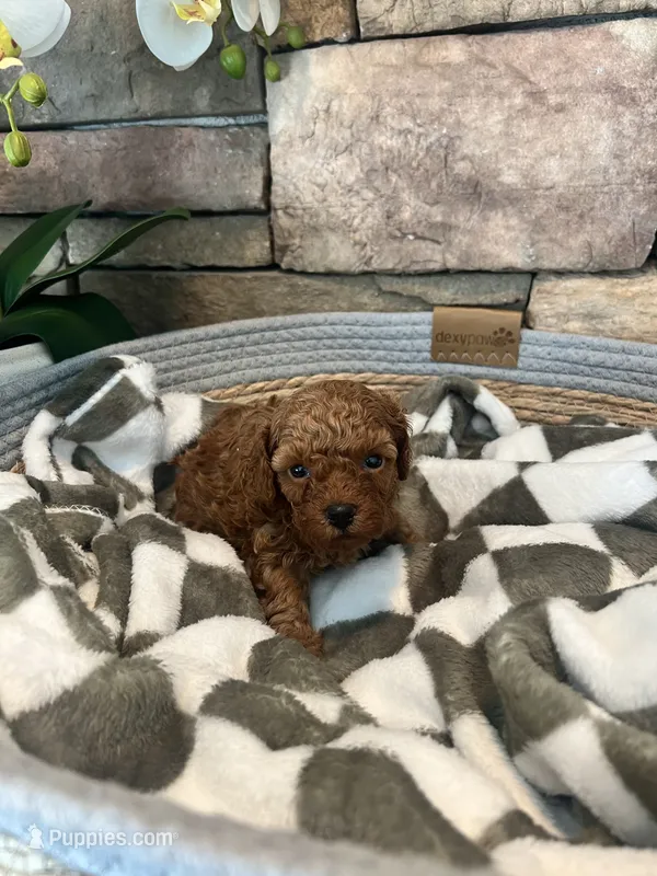 Jet – Poodle - Toy  puppy for sale in Portland, OR