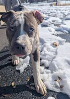 Grey Joy, a male American Bully for sale in Baltimore, MD – Photo 5 of 5