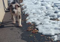 Grey Joy, a male American Bully for sale in Baltimore, MD – Photo 3 of 5