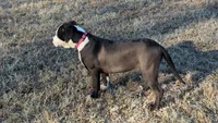 Sage, a female American Bully for sale in Baltimore, MD – Photo 3 of 5