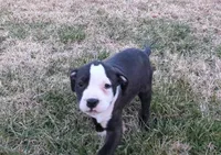 Sage, a female American Bully for sale in Baltimore, MD – Photo 2 of 5