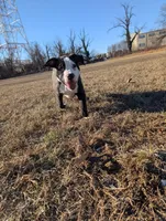 Sage, a female American Bully for sale in Baltimore, MD – Photo 4 of 5
