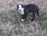 Sage, a female American Bully for sale in Baltimore, MD – Photo 1 of 5