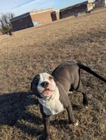 Sage, a female American Bully for sale in Baltimore, MD – Photo 5 of 5
