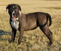 Rage, a female American Bully for sale in Baltimore, MD – Photo 3 of 6