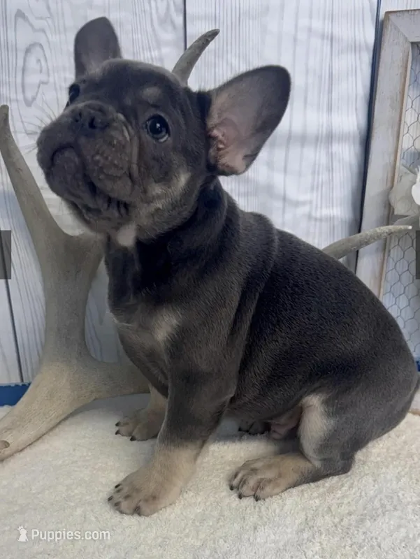 Dave – French Bulldog puppy for sale in Winthrop, MA