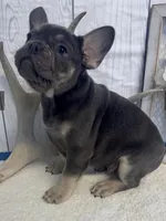 Dave, a male French Bulldog for sale in Winthrop, MA – Photo 1 of 2