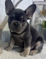 Dave, a male French Bulldog for sale in Winthrop, MA – Photo 2 of 2