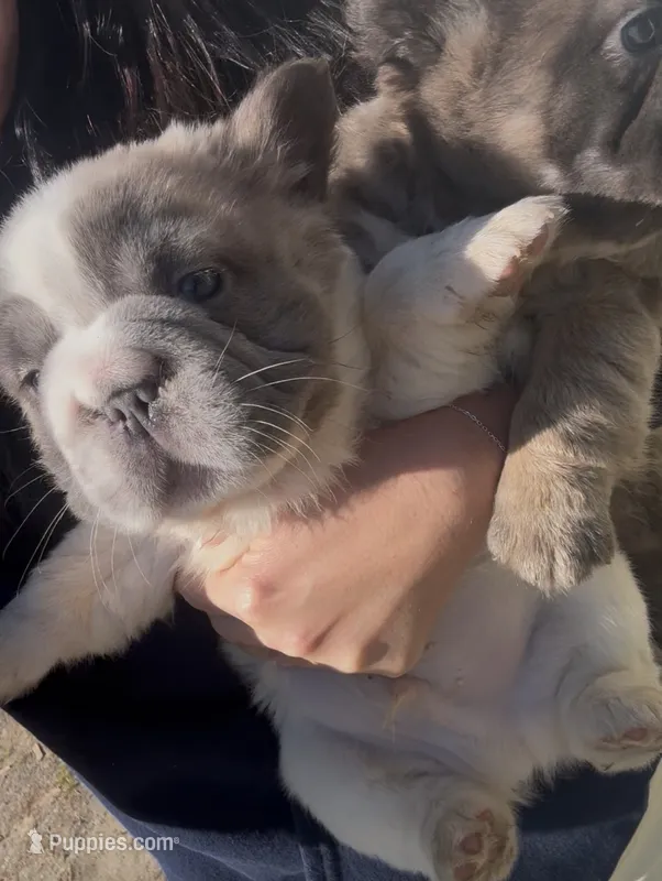 Fizz pop – French Bulldog puppy for sale in Winthrop, MA