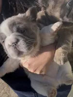 Fizz pop, a male French Bulldog for sale in Winthrop, MA – 1 of 1