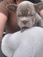 Logan, a female French Bulldog for sale in Winthrop, MA – 2 of 2