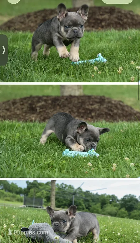 Hopper – French Bulldog puppy for sale in Winthrop, MA