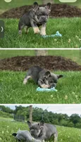 Hopper, a male French Bulldog for sale in Winthrop, MA – 1 of 2