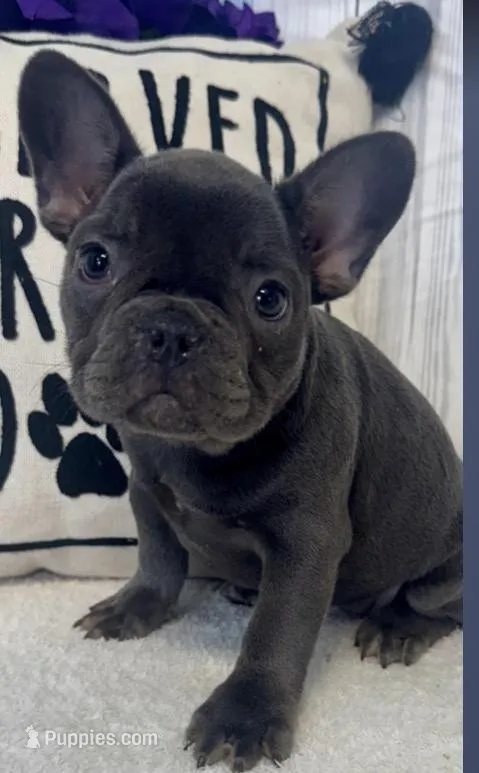 Lulu – French Bulldog puppy for sale in Winthrop, MA