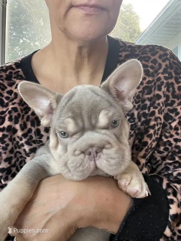 Logan(boy) – French Bulldog puppy for sale in Winthrop, MA