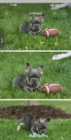 Hopper, a male French Bulldog for sale in Winthrop, MA – 2 of 2
