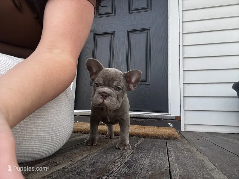 Logan – French Bulldog puppy for sale in Winthrop, MA
