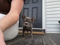 Logan, a female French Bulldog for sale in Winthrop, MA – 1 of 2