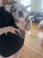 Wolverine, a male French Bulldog for sale in Winthrop, MA – 3 of 3