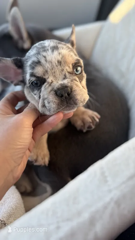 Wolverine – French Bulldog puppy for sale in Winthrop, MA